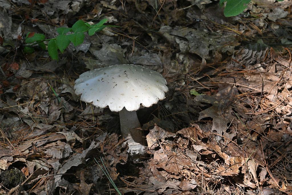 2025-07199689 Tower Hill Botanic Garden, MA.JPG - Fungus. New England Botanic Garden at Tower Hill, MA, 7-19-2025